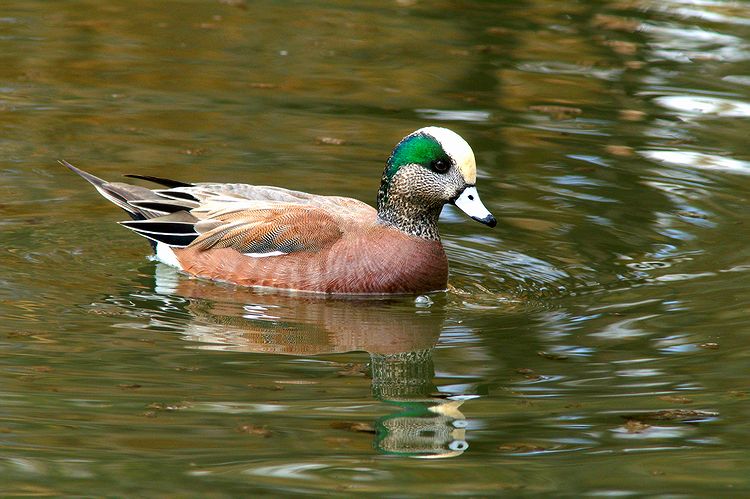Male American Wigeon