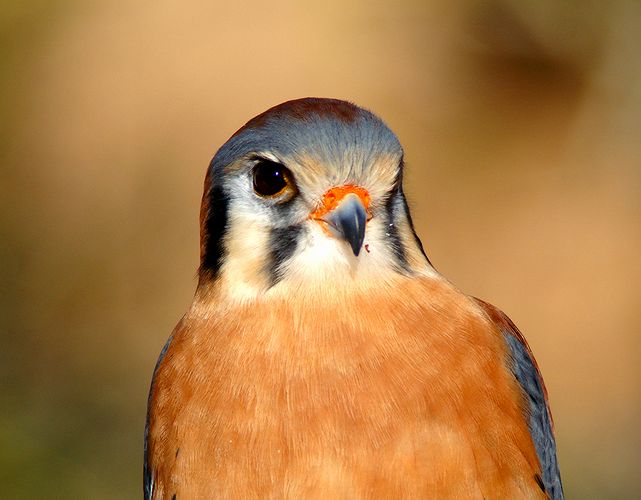 American Kestrel- Desert Museum #2