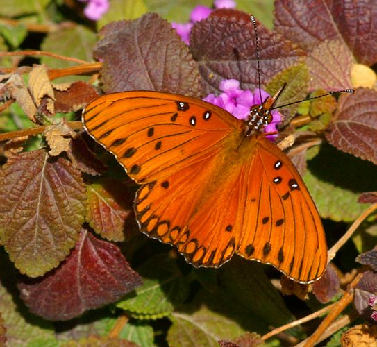  Gulf Fritillary