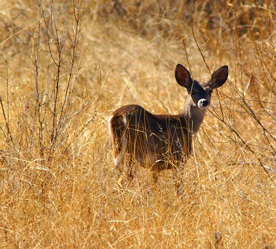 Muledeer Doe 2