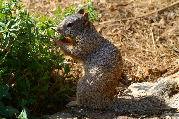 Rock Squirrel #1