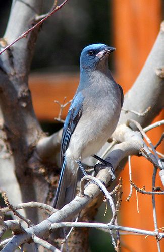 Pinyon Jay