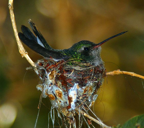 Black-chinned Hummingbird #2