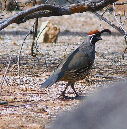Gambels Quail #2