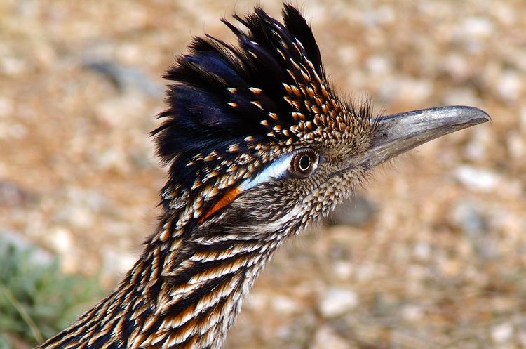 Greater Roadrunner #3