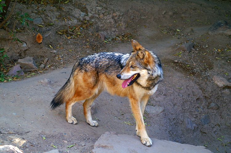 Mexican Gray Wolf- Desert Museum