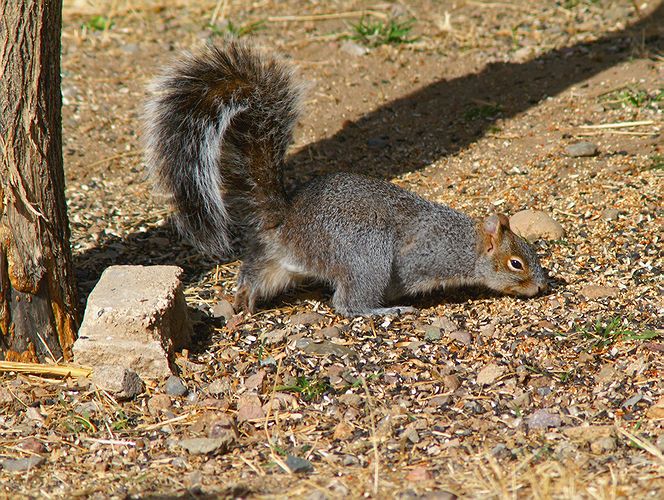 Gray Squirrel