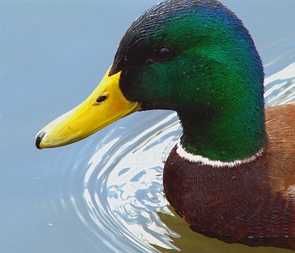 Mallard #2