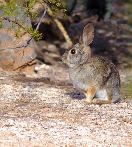Desert Cottontail #1