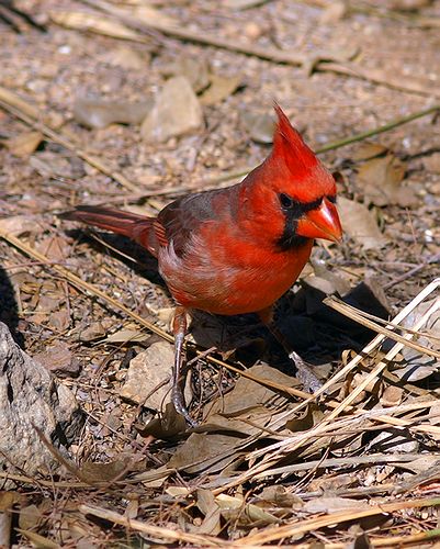 Northern Cardinal #6