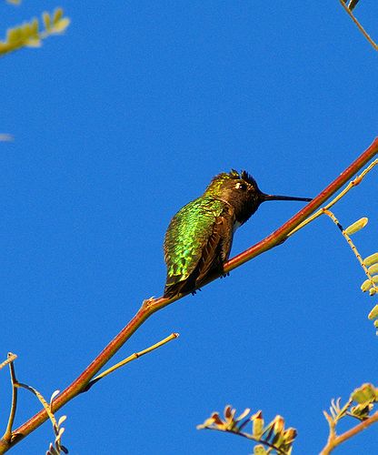 Black-chinned Hummingbird #4
