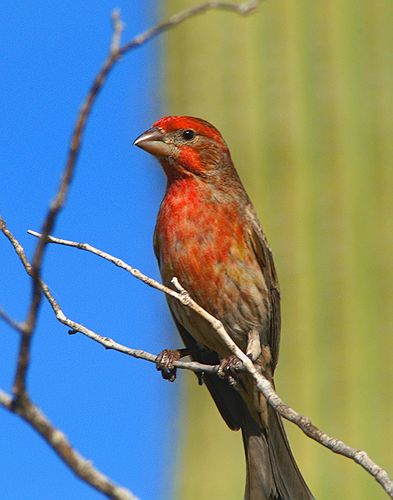 House Finch #5