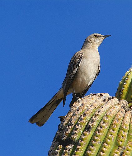 Northern Mockingbird #2