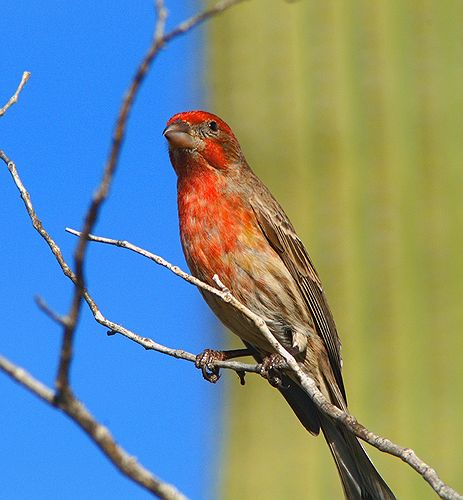 House Finch #6