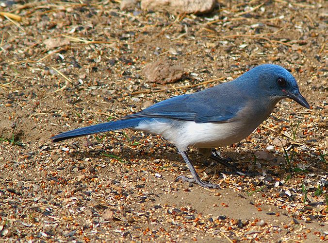 Pinyon Jay #3