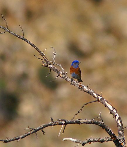 Western Bluebird