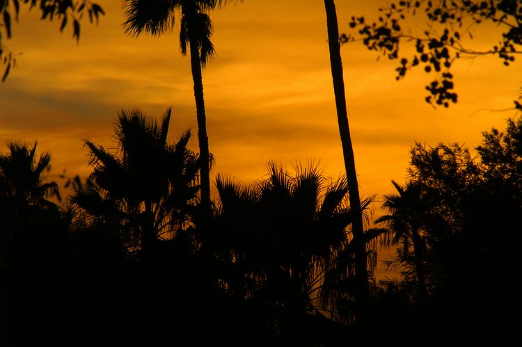 Tucson Sunset #5