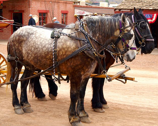 Tombstone Horses #1
