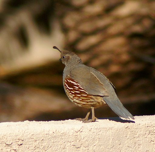 Gambels Quail #3