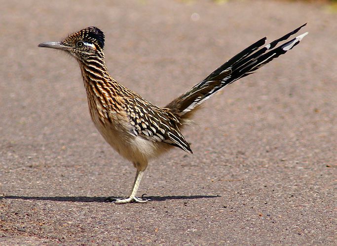 Greater Roadrunner #4