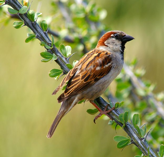 House Sparrow