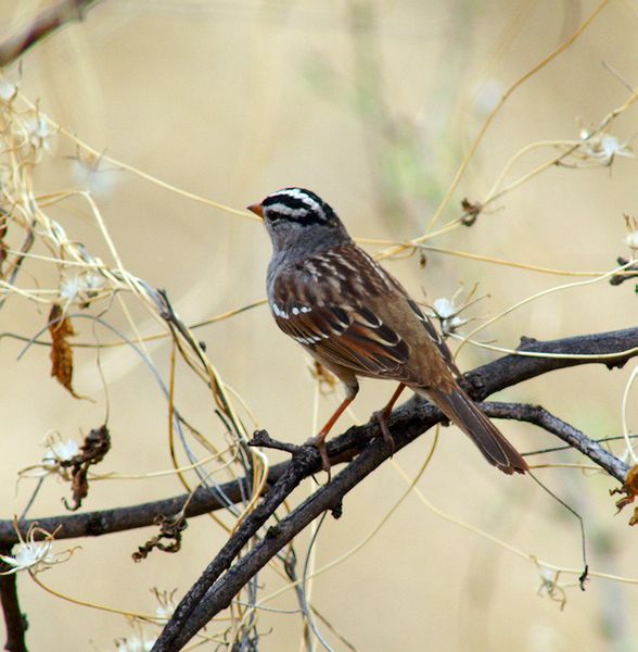 White-crowned Sparrow #3