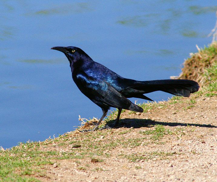 Great-tailed Grackle