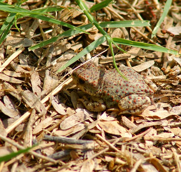 Red-Spotted Toad