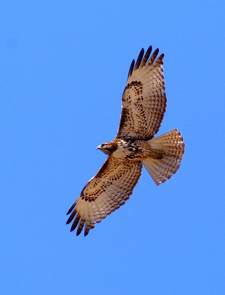 Coppers Hawk #1