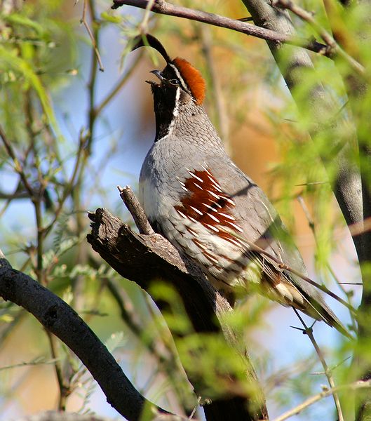 Gambels Quail #5
