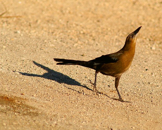 Female Great-tailed Grackle