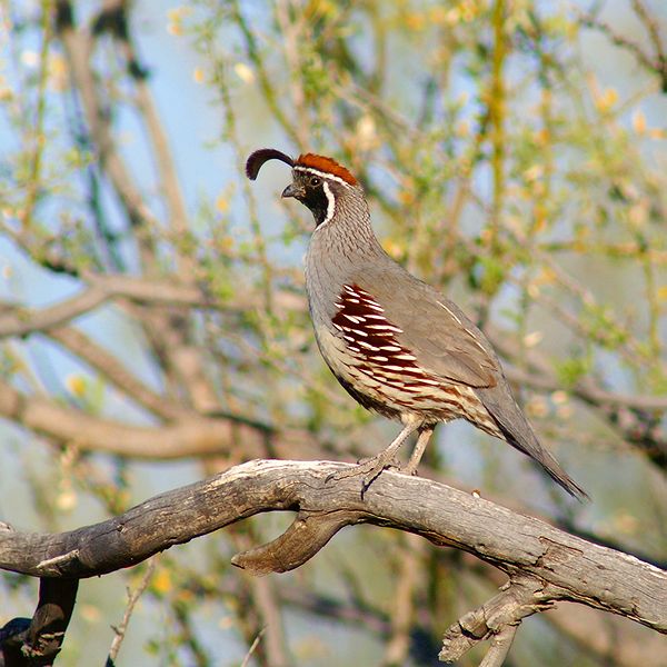 Gambels Quail #6