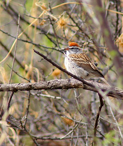 Chipping Sparrow