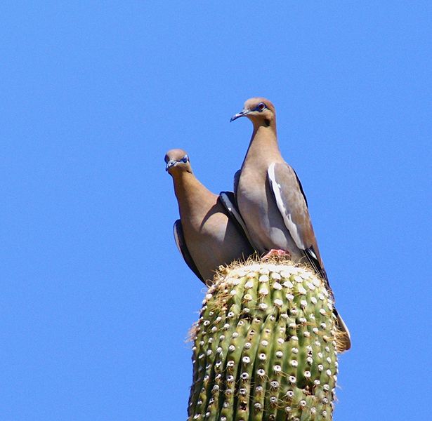White-winged Doves