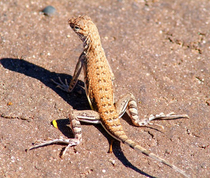 Zebra Tailed Lizard