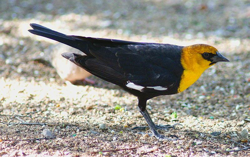Yellow-headed Blackbird
