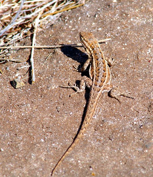 Ornate Tree Lizard