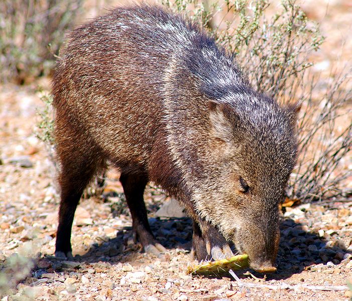 Javelina