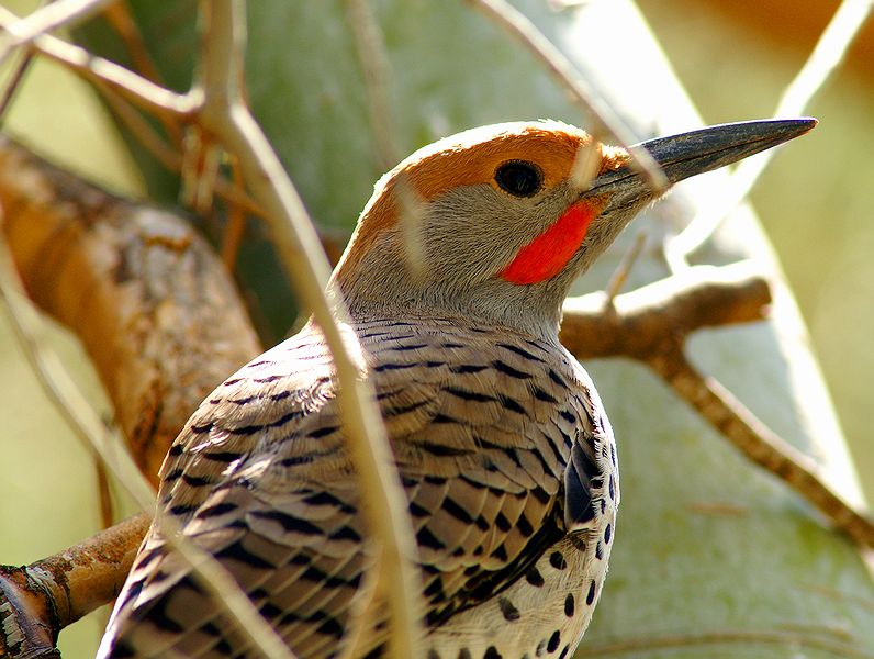Northern Flicker #2