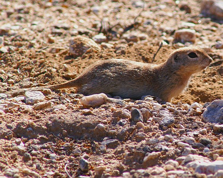 Round-tailed Ground Squirrel