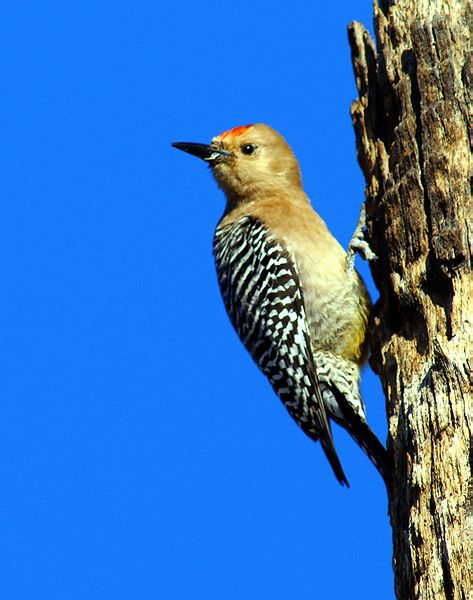 Gila Woodpecker #3
