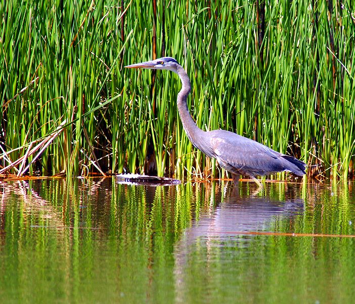 Blue Heron