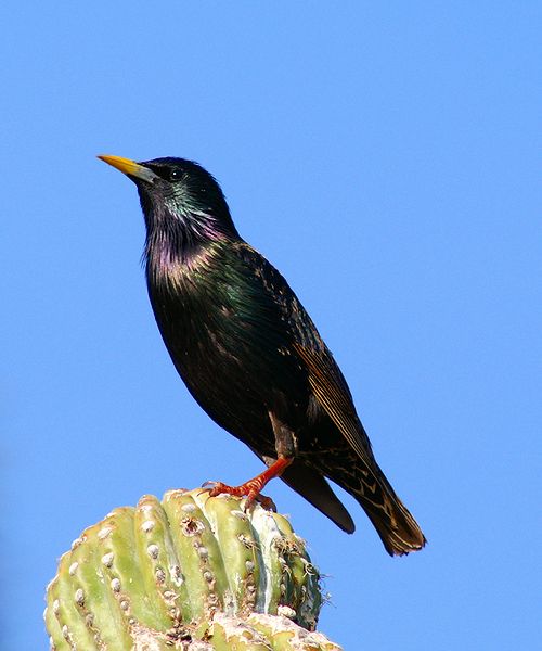 European Starling #2