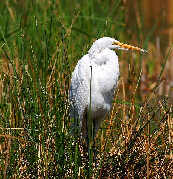 Great Egret #2