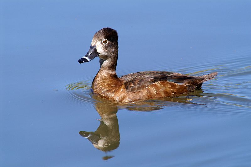 Female Ring Duck #2