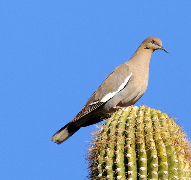 White-winge Dove #2