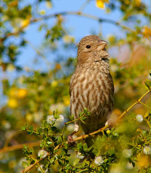 Female House Finch #2