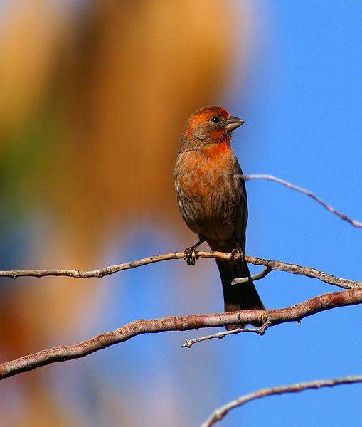 House Finch #9
