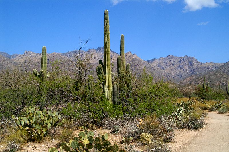 Sabino Canyon #3