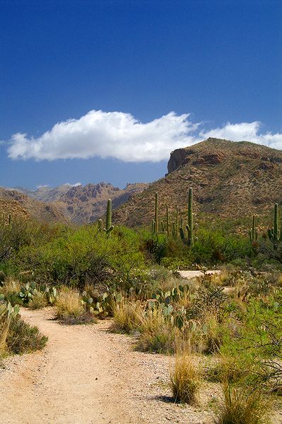 Sabino Canyon #8